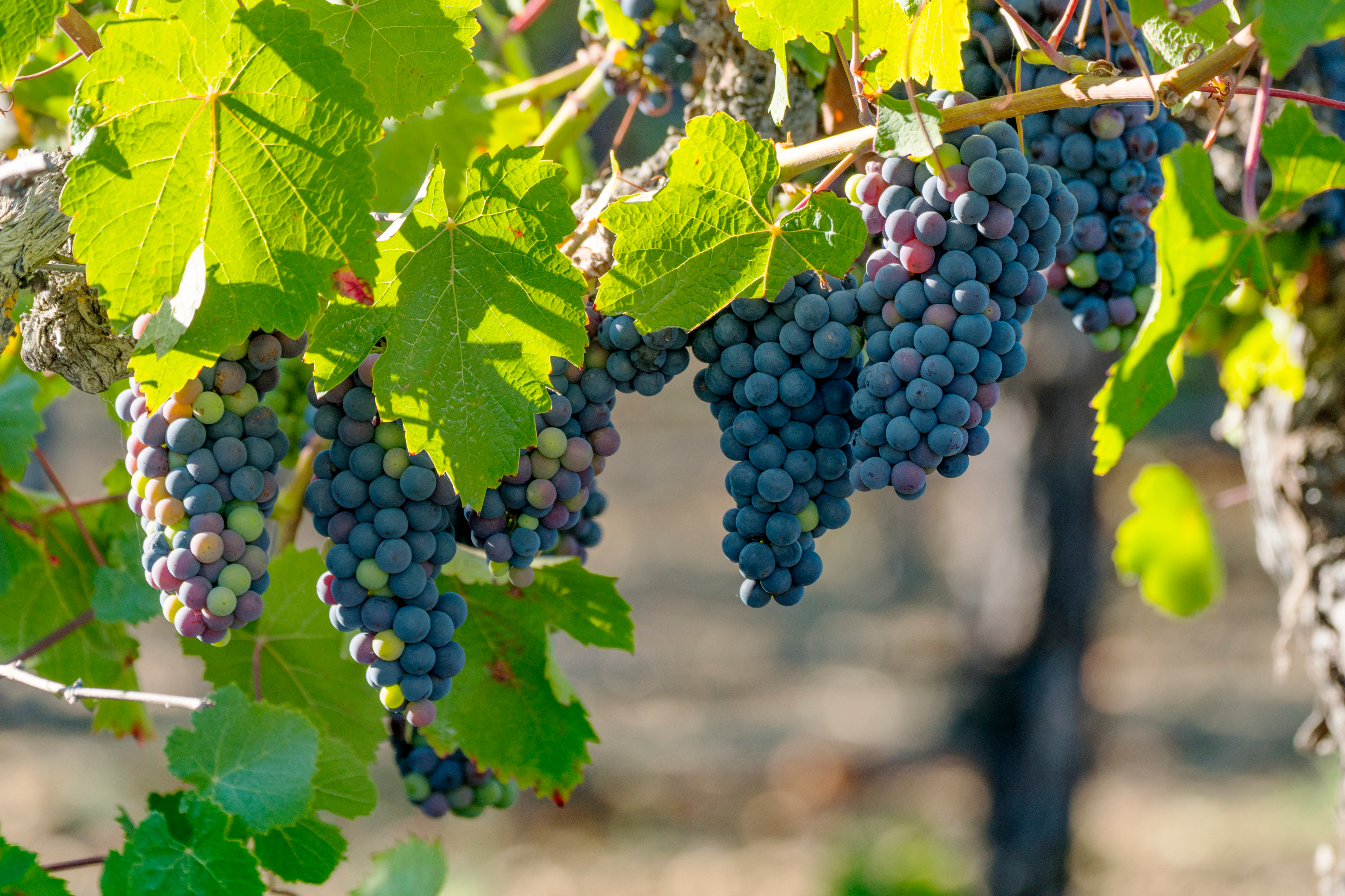 Concord Grapes